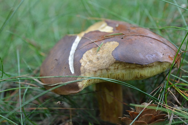 porcini mushrooms