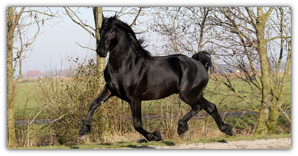 frison